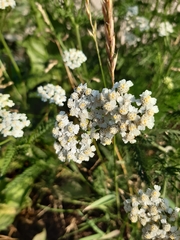 Achillea millefolium