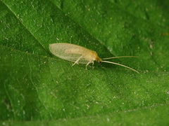 Hemerobius marginatus