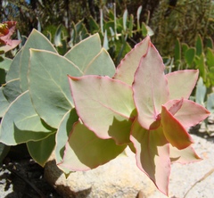 Protea amplexicaulis
