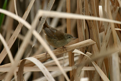 Bradypterus baboecala