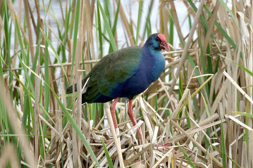 Porphyrio madagascariensis