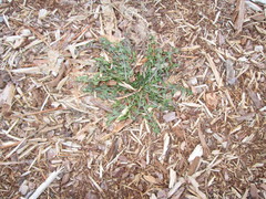 Taraxacum officinale