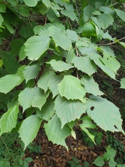 Corylus sieboldiana mandshurica