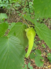 Corylus sieboldiana mandshurica