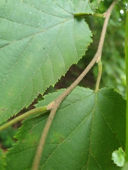 Corylus sieboldiana mandshurica