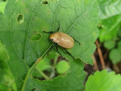 Callistethus plagiicollis