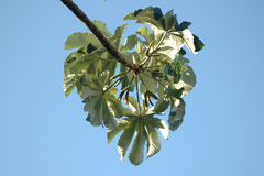 Cecropia palmata
