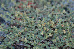 Euphorbia deltoidea subsp. adhaerens image