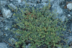 Euphorbia deltoidea subsp. adhaerens image