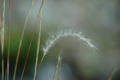 Schizachyrium gracile
