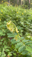 Lathyrus ochroleucus