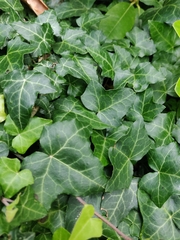 Hedera helix