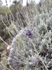 Lavandula lanata