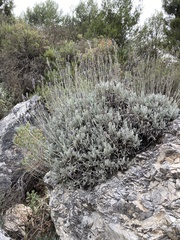 Lavandula lanata