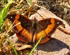 Precis tugela tugela