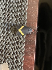 Pidorus