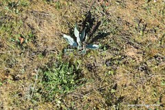 Cynoglossum cheirifolium