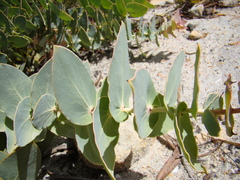 Protea amplexicaulis