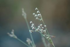 Fimbristylis castanea