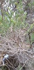 Melaleuca halmaturorum