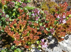 Sedum atratum