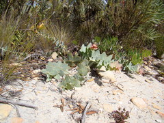 Protea amplexicaulis