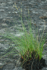 Fimbristylis castanea