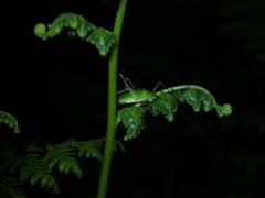 Pterophyllini