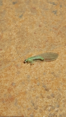 Pseudomallada
