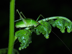 Pterophyllini