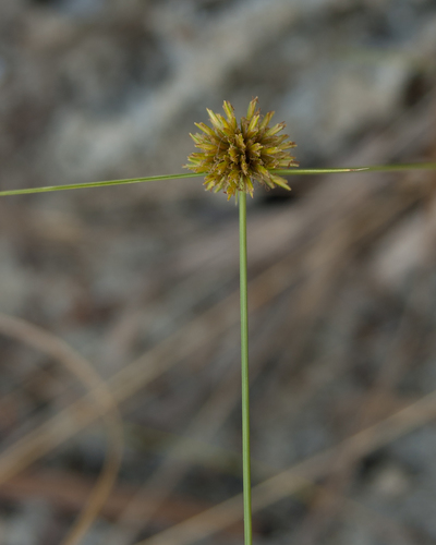 Cyperus filiculmis iNat (1)
