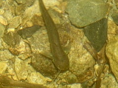 Pterocryptis anomala