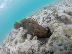 Epinephelus rivulatus