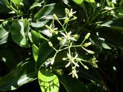 Acronychia pedunculata