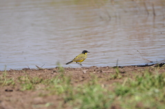 Motacilla flava feldegg