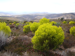 Leucadendron platyspermum