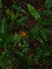 Atractocarpus chartaceus