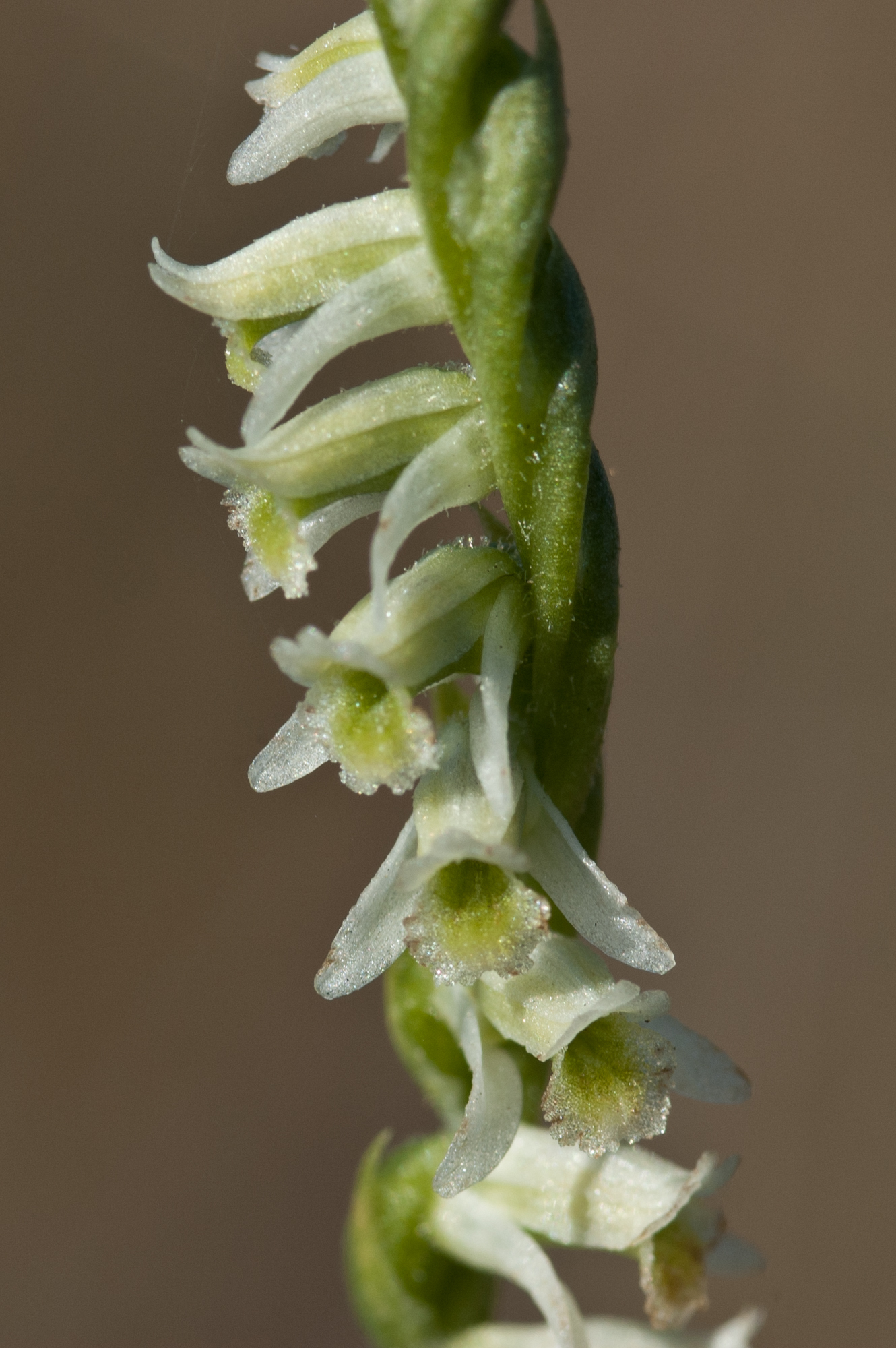 Spiranthes torta