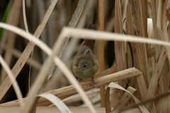 Bradypterus baboecala