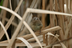 Bradypterus baboecala