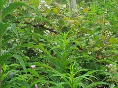 Chamaenerion angustifolium