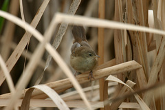 Bradypterus baboecala