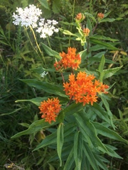 Asclepias tuberosa interior