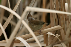 Bradypterus baboecala