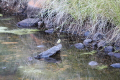 Ptilotula keartlandi
