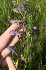 Delphinium elatum