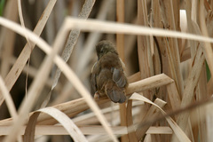 Bradypterus baboecala