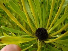 Leucadendron platyspermum