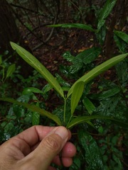 Atractocarpus chartaceus