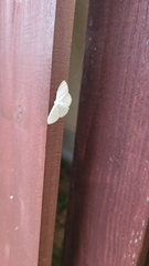 Geometridae